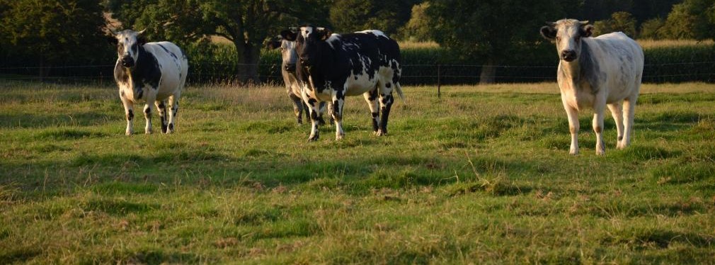 L’élevage bovin en Wallonie