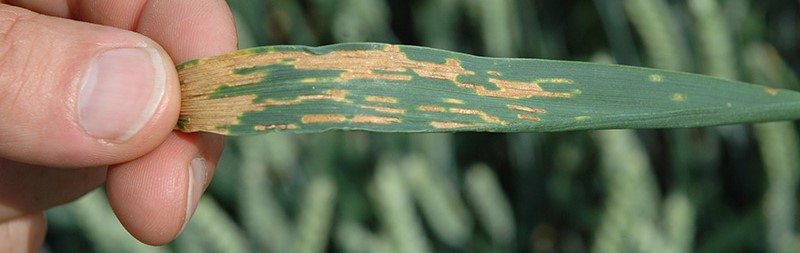 Maladie du blé : les produits de biocontrôle font leur preuve