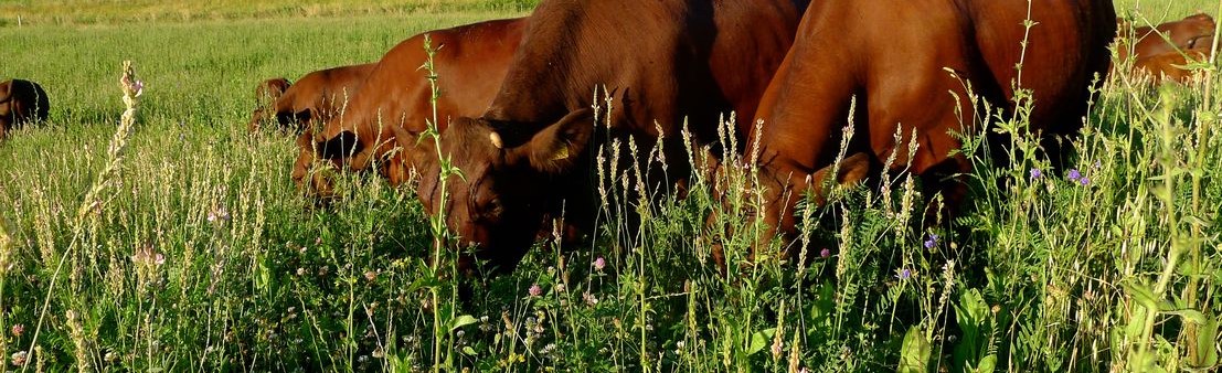 Trophées de l’agro-écologie 2019-2020 : les prairies céréalières de la ferme de Naroques