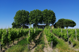 Vignes