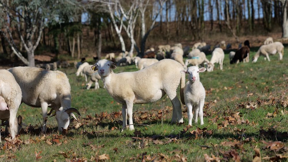 Les moutons, la “bêle” solution pour améliorer la fertilité des sols